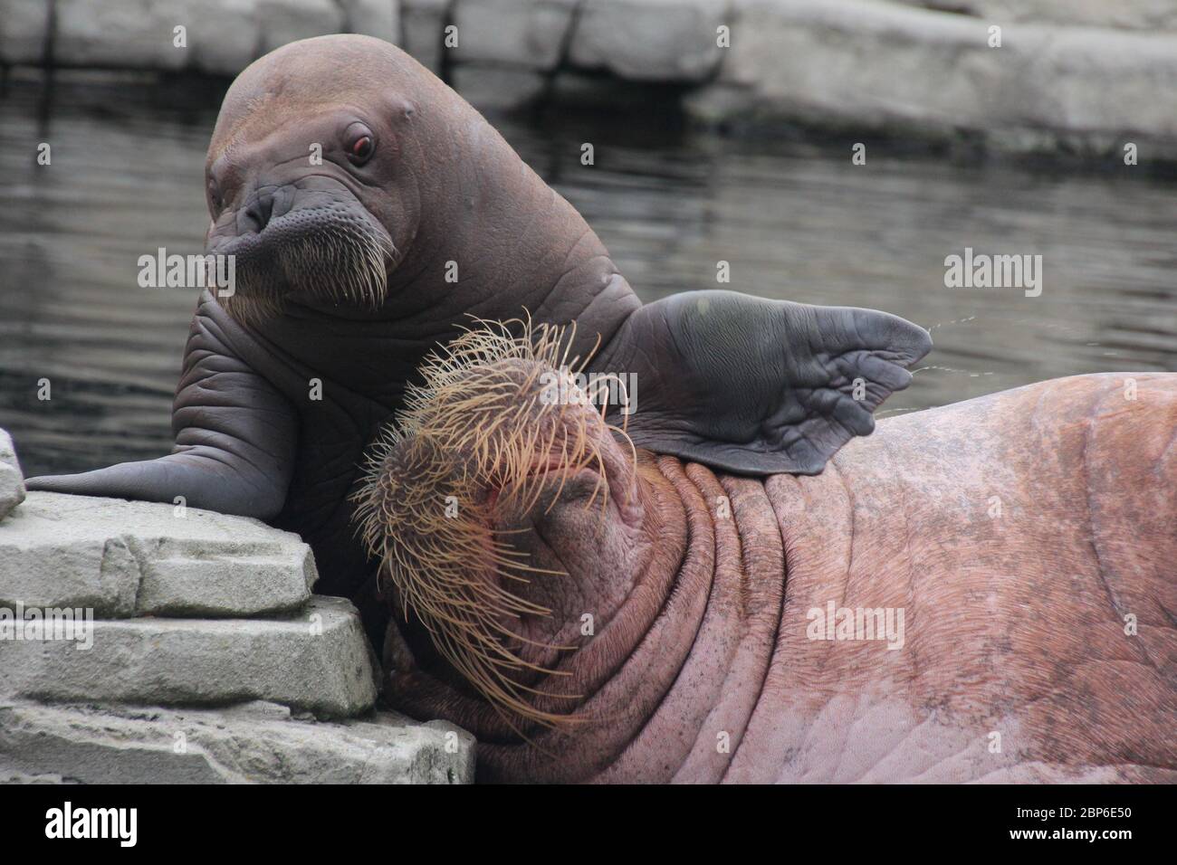 WalrosskKuh Polosa con il nome senza nome Jugen, Hagenbeck Zoo, maggio 2019 Foto Stock