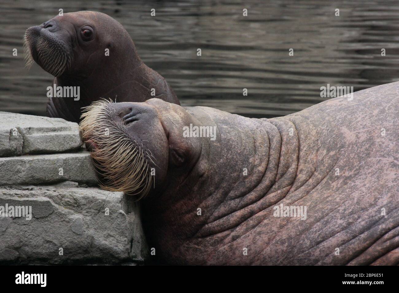 WalrosskKuh Polosa con il nome senza nome Jugen, Hagenbeck Zoo, maggio 2019 Foto Stock