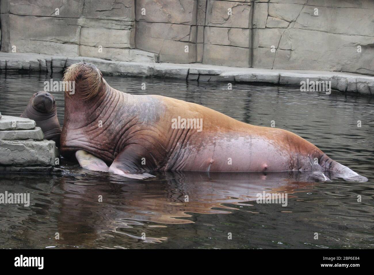 WalrosskKuh Polosa con il nome senza nome Jugen, Hagenbeck Zoo, maggio 2019 Foto Stock