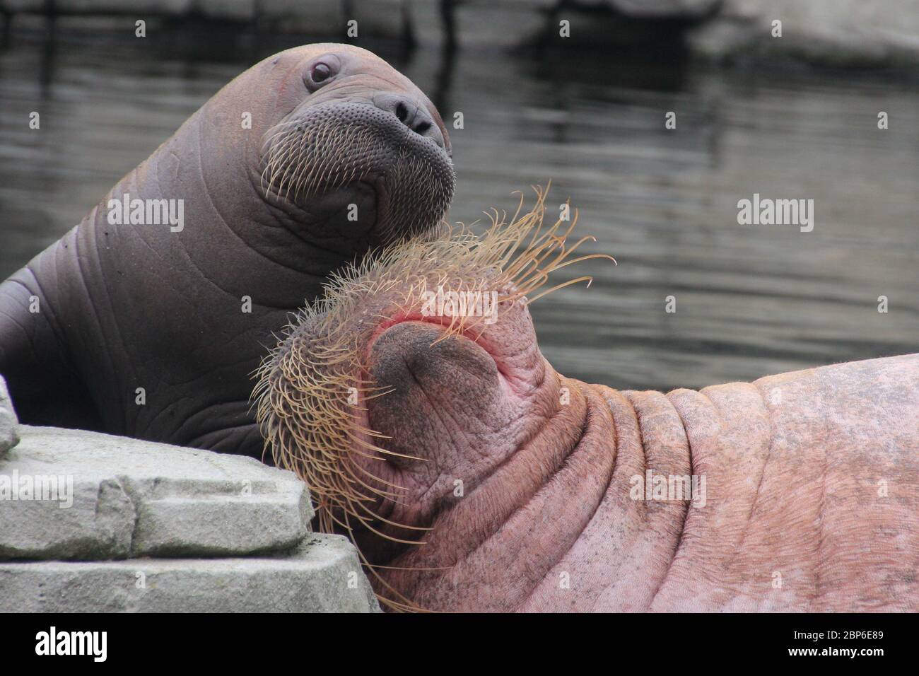 WalrosskKuh Polosa con il nome senza nome Jugen, Hagenbeck Zoo, maggio 2019 Foto Stock