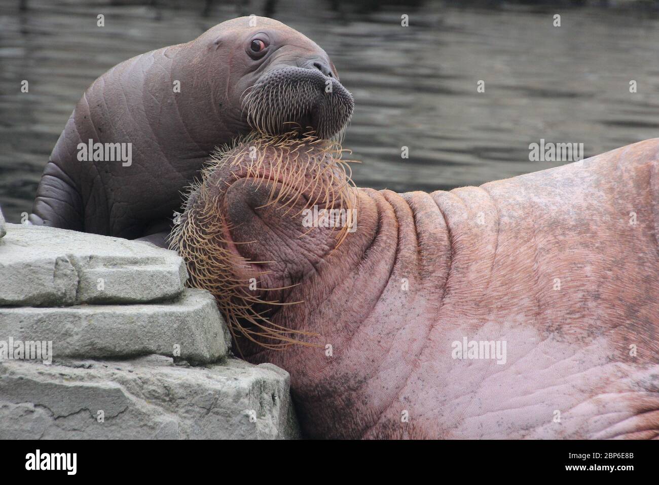 WalrosskKuh Polosa con il nome senza nome Jugen, Hagenbeck Zoo, maggio 2019 Foto Stock