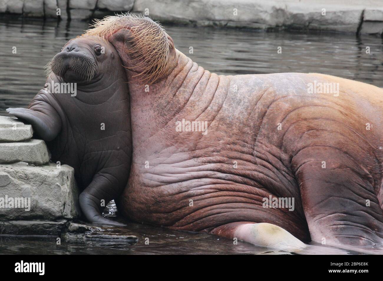 WalrosskKuh Polosa con il nome senza nome Jugen, Hagenbeck Zoo, maggio 2019 Foto Stock