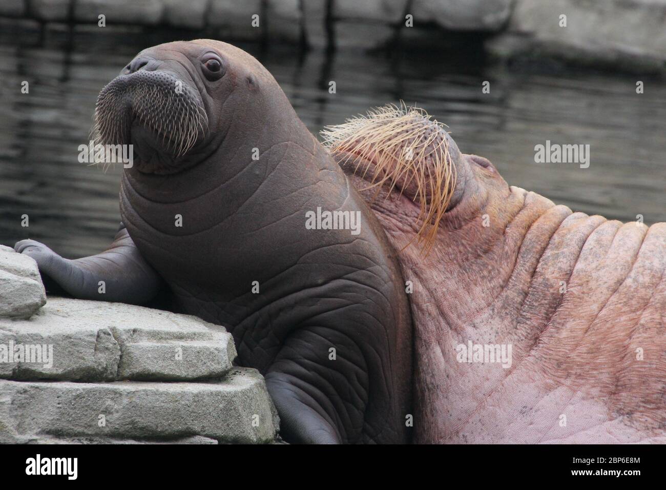 WalrosskKuh Polosa con il nome senza nome Jugen, Hagenbeck Zoo, maggio 2019 Foto Stock