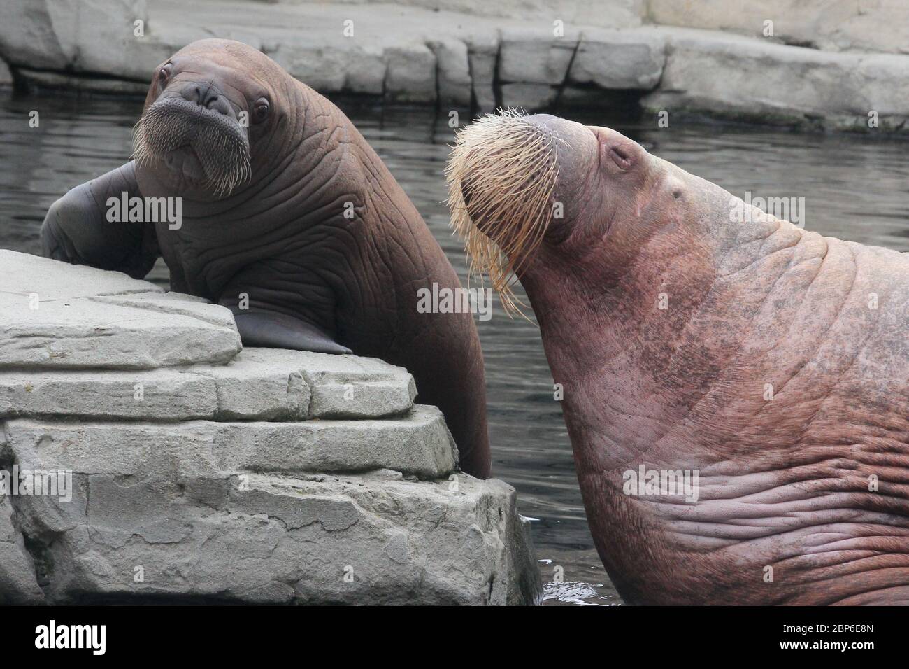 WalrosskKuh Polosa con il nome senza nome Jugen, Hagenbeck Zoo, maggio 2019 Foto Stock