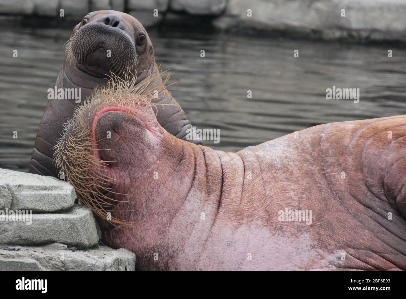 WalrosskKuh Polosa con il nome senza nome Jugen, Hagenbeck Zoo, maggio 2019 Foto Stock