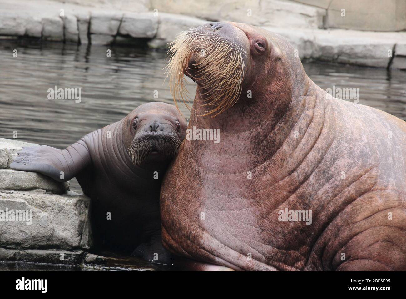 WalrosskKuh Polosa con il nome senza nome Jugen, Hagenbeck Zoo, maggio 2019 Foto Stock