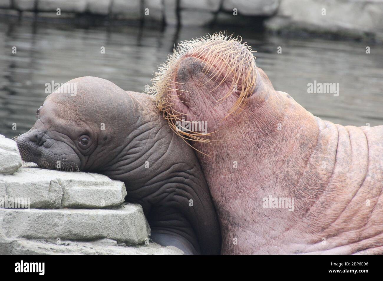 WalrosskKuh Polosa con il nome senza nome Jugen, Hagenbeck Zoo, maggio 2019 Foto Stock