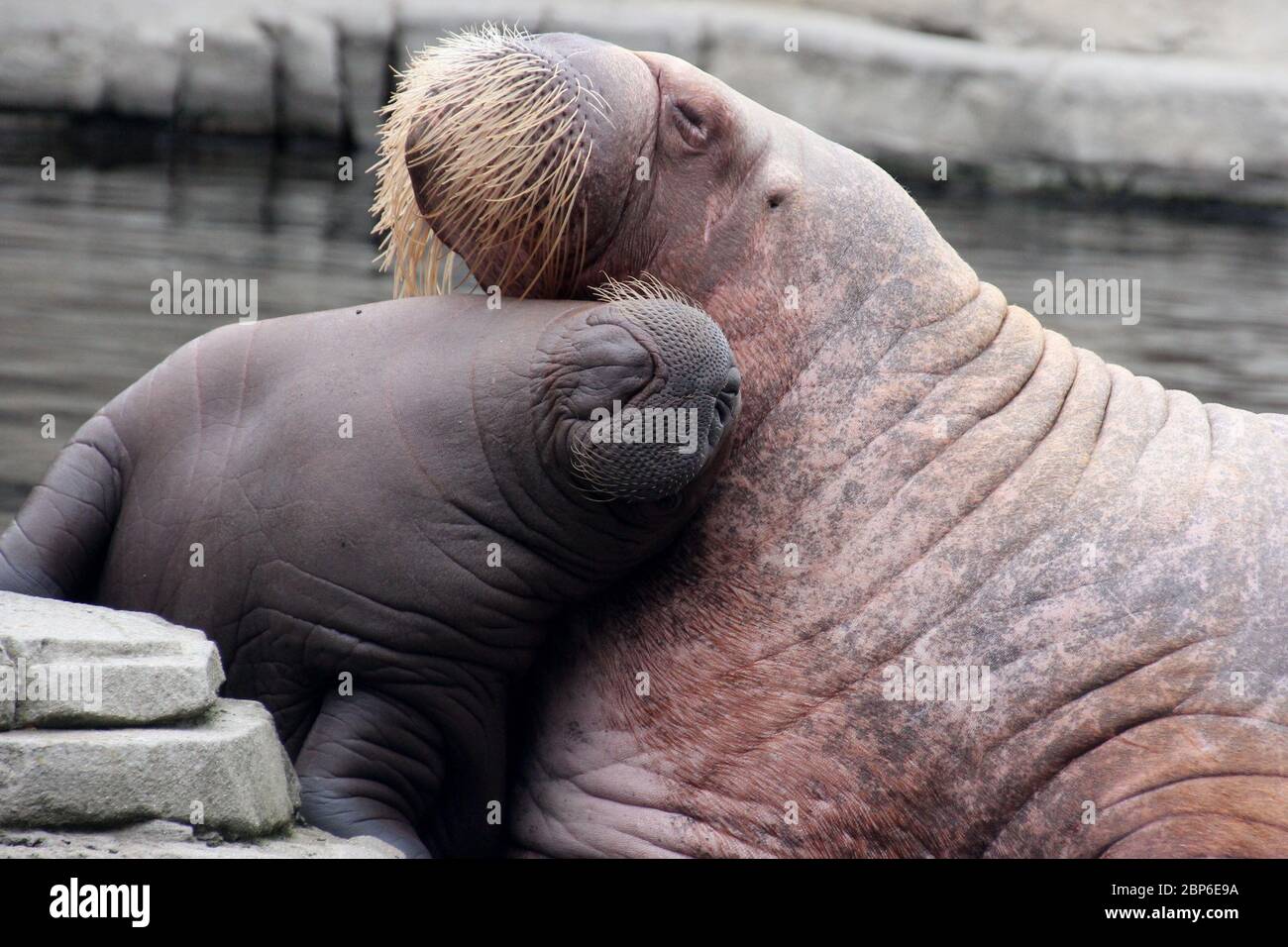 WalrosskKuh Polosa con il nome senza nome Jugen, Hagenbeck Zoo, maggio 2019 Foto Stock