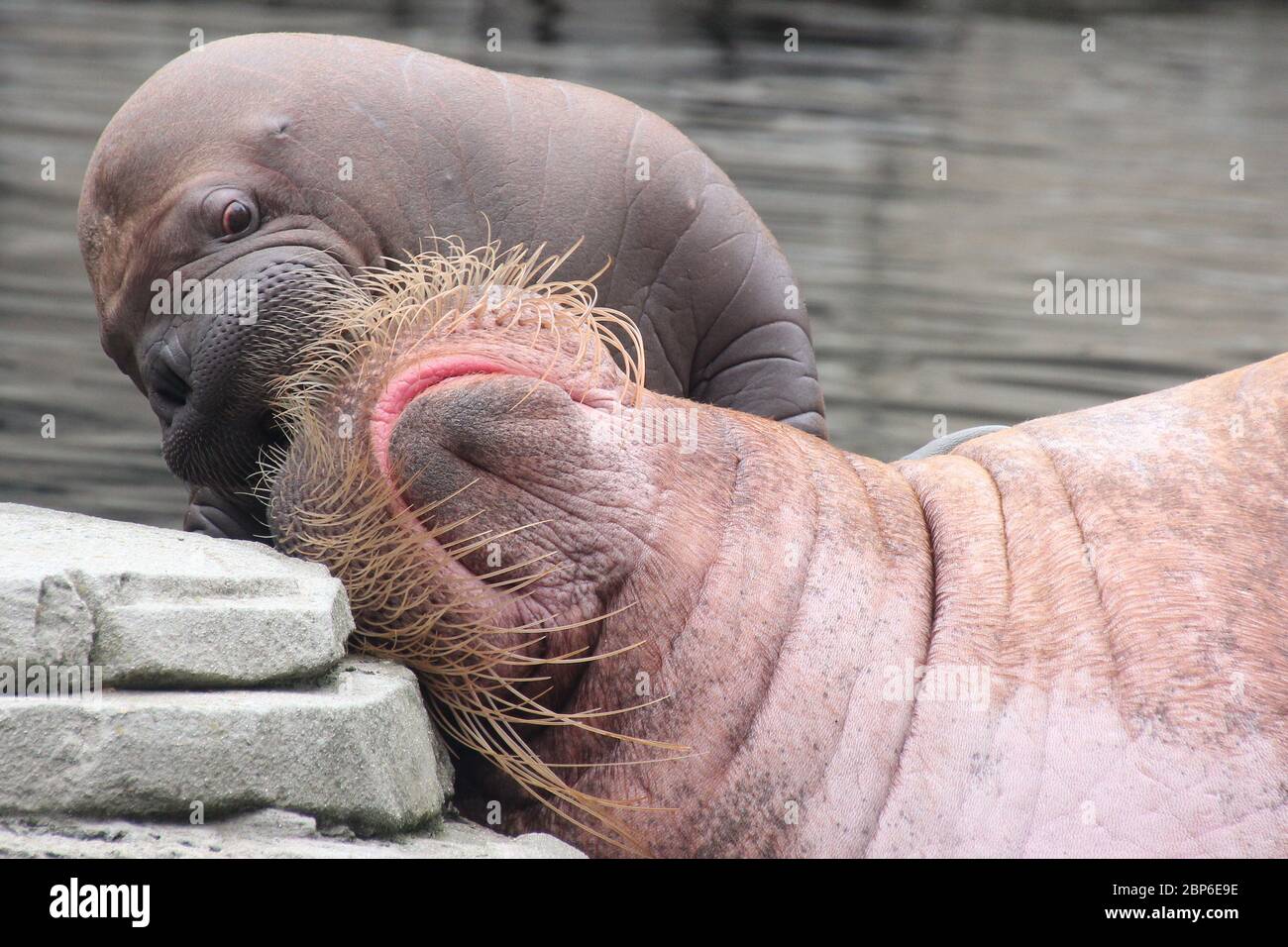 WalrosskKuh Polosa con il nome senza nome Jugen, Hagenbeck Zoo, maggio 2019 Foto Stock