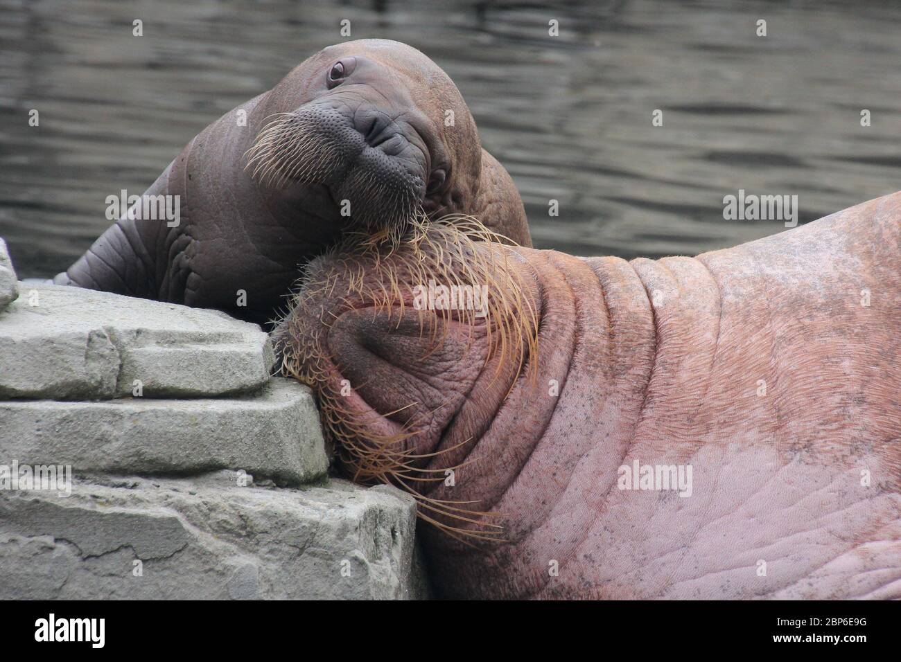 WalrosskKuh Polosa con il nome senza nome Jugen, Hagenbeck Zoo, maggio 2019 Foto Stock