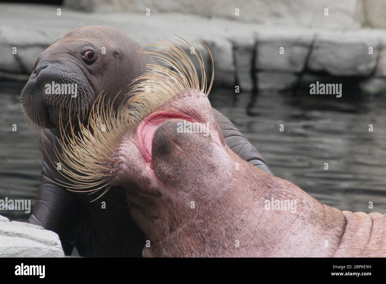 WalrosskKuh Polosa con il nome senza nome Jugen, Hagenbeck Zoo, maggio 2019 Foto Stock