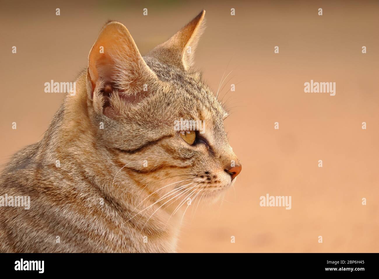 testa di gatto carino con sfondi di colore arancione chiaro e copia sfondo spazio Foto Stock