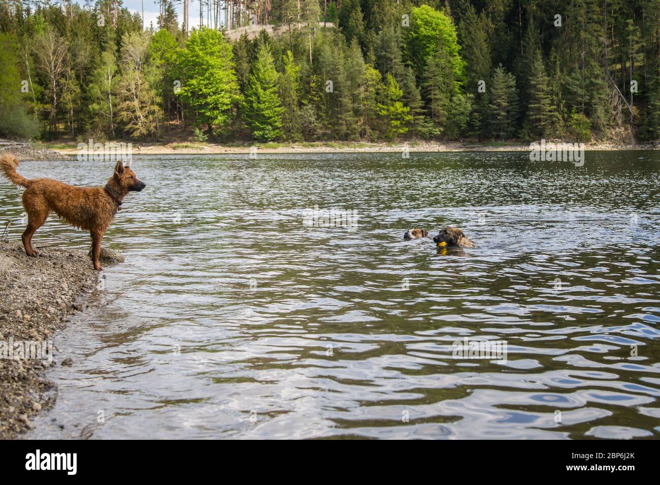 Tre cani sulla spiaggia Foto Stock