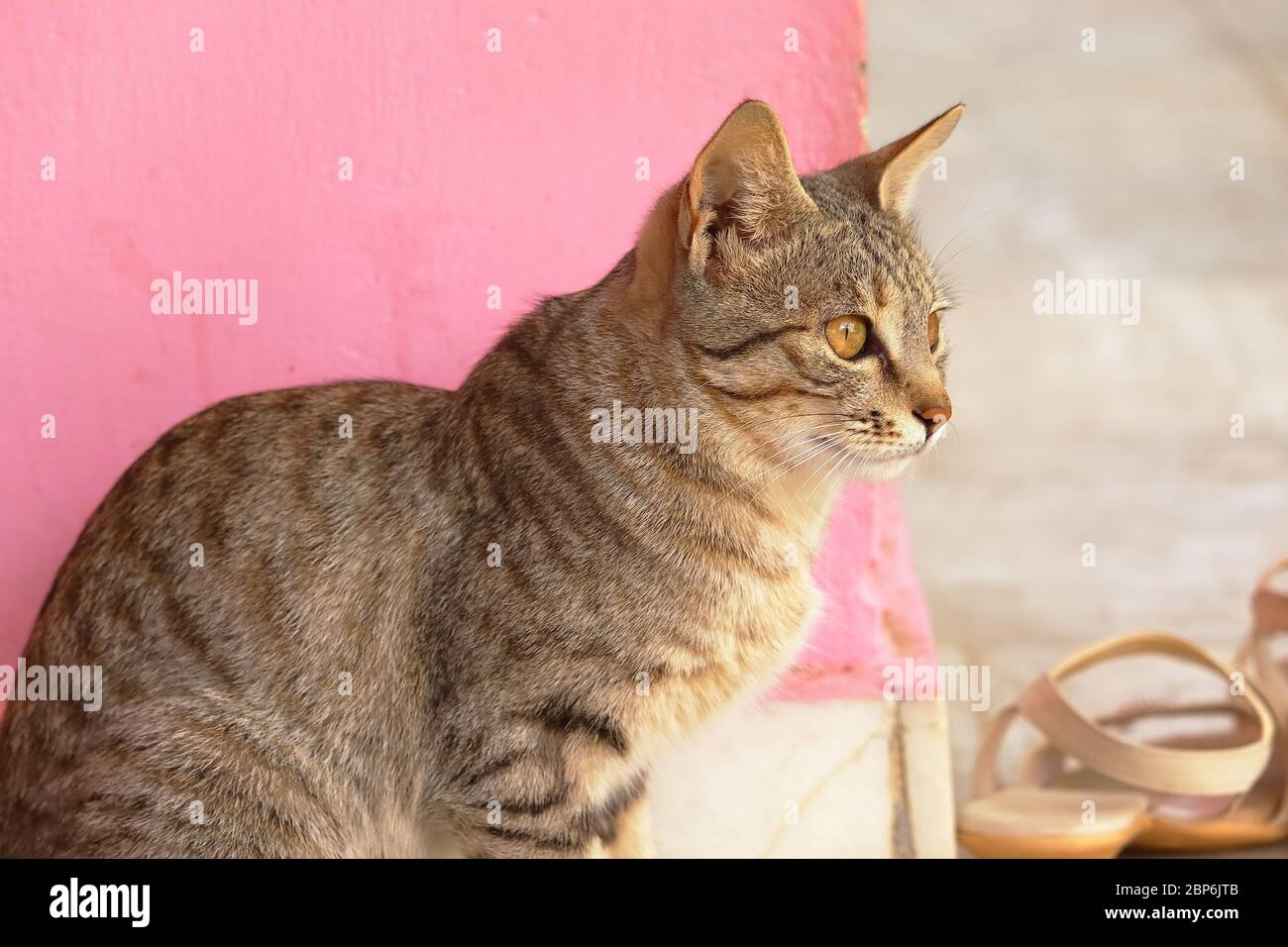 vista laterale ritratto di gatto domestico che guarda caccia in natura aperta Foto Stock