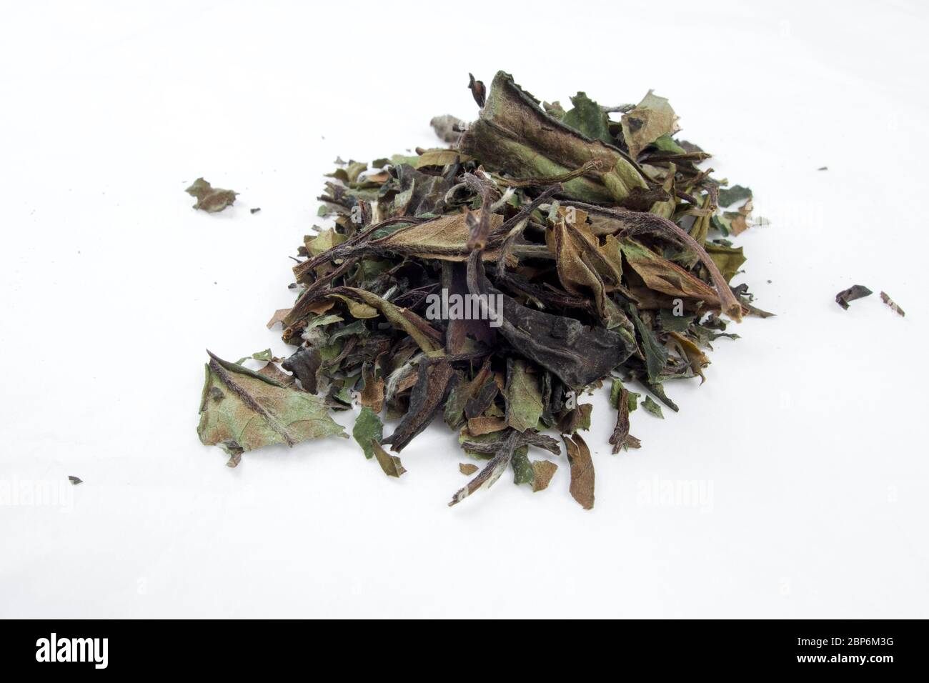 Cinese tisana sano naturale Shou Mee Camellia Sinensis Foto Stock