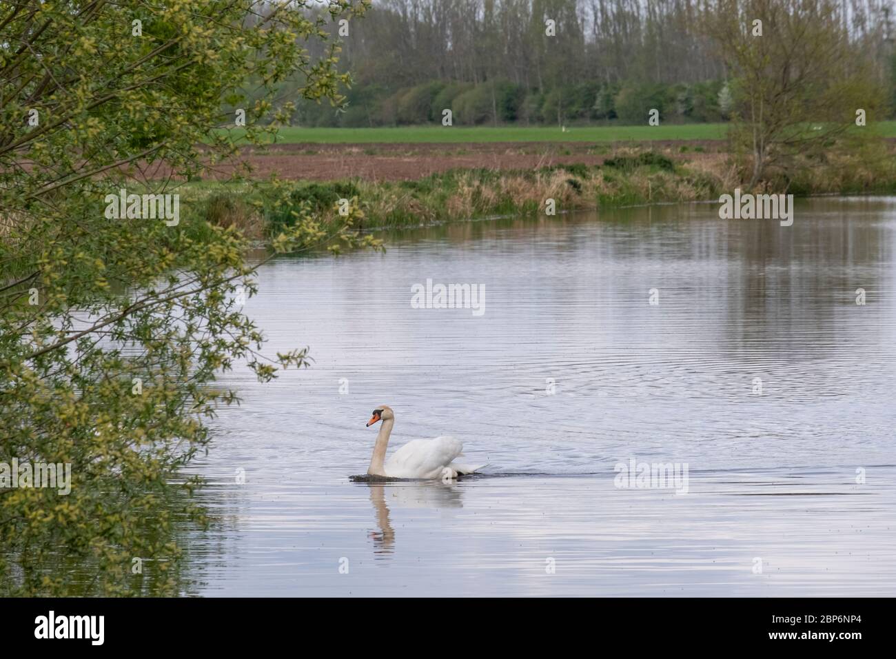 Un cigno bianco muto, Cigno Colour, scivolando su un lago all'alba. Scena mattutina sorprendente, fiaba, lago di cigno, cigno riflesso nel lago. Foto Stock