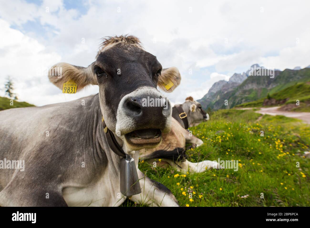 Mucca masticare nelle alpi italiane Foto Stock