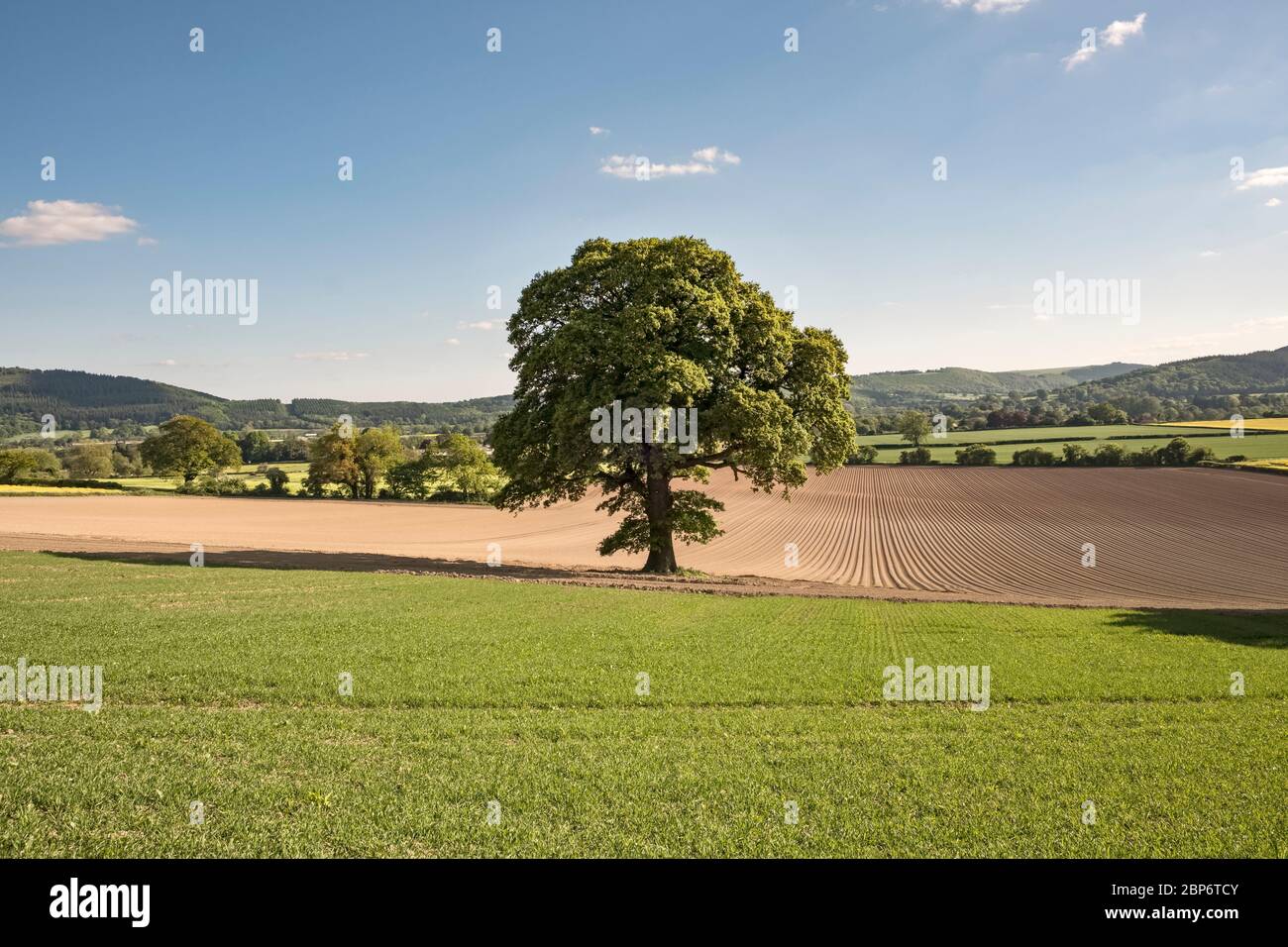 Un albero solitario di quercia in campi in Herefordshire, Regno Unito, a metà maggio Foto Stock