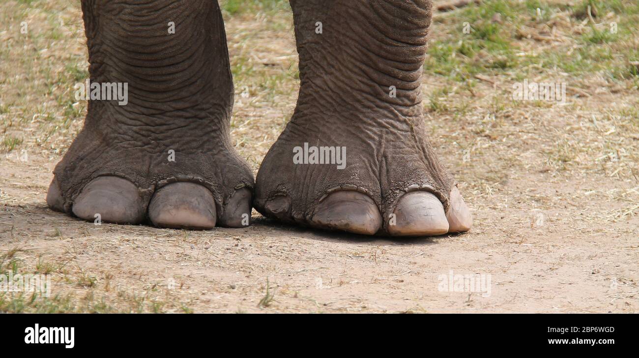 I grandi piedi anteriori di un elefante indiano adulto. Foto Stock