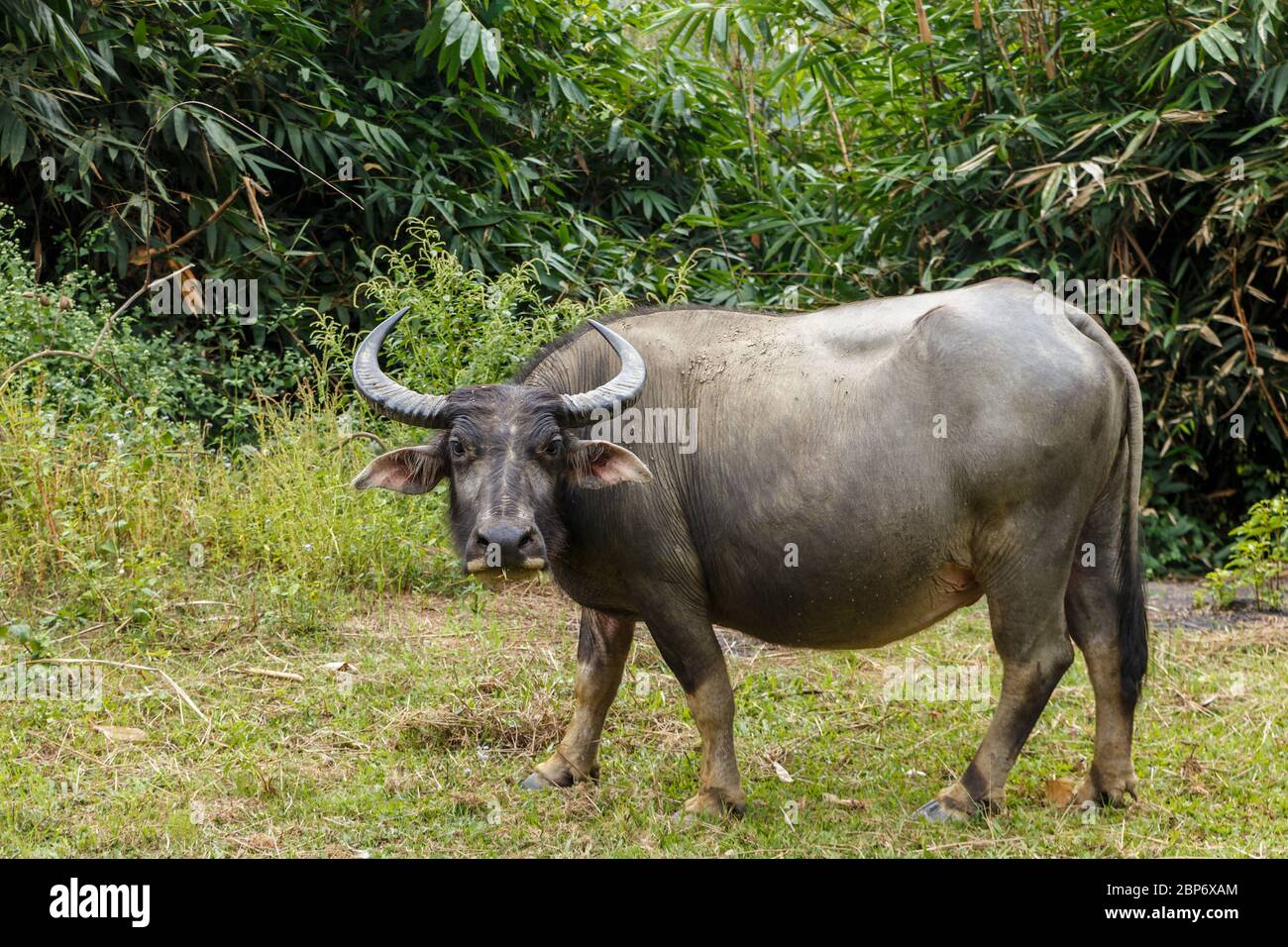 bufalo d'acqua o bufalo d'acqua domestico in vietnam. Foto Stock