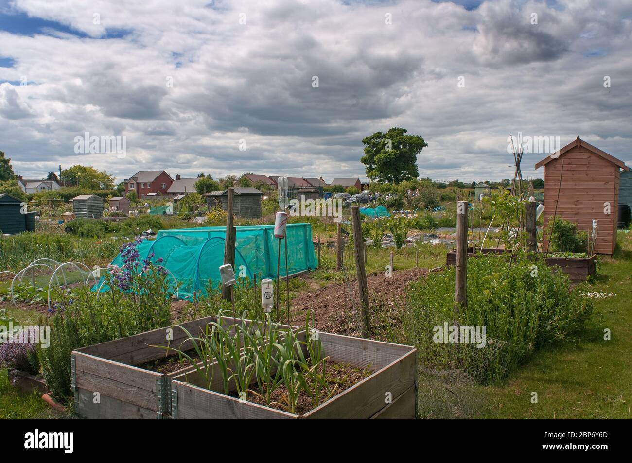 Baschurch allotments in Shropshire UK Foto Stock