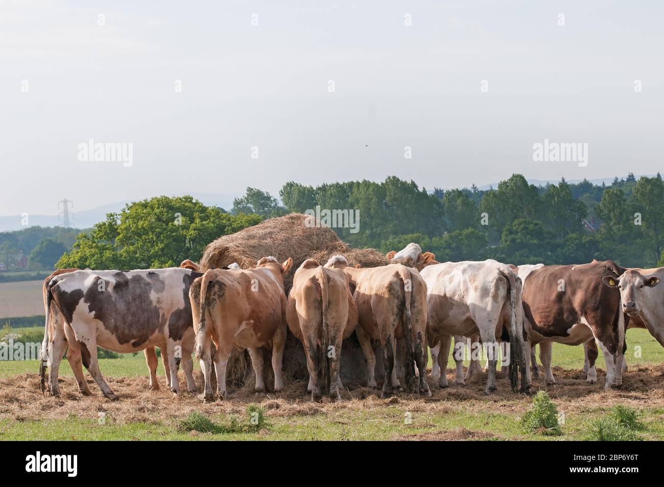 Mucche in un campo Shropshire pascolo Foto Stock