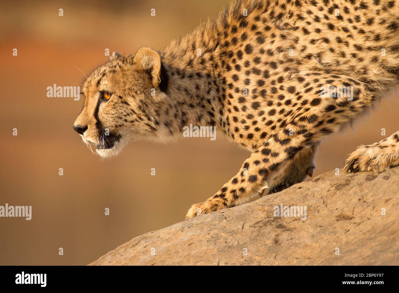 Un adulto maschio Cheetah accovacciato su una roccia Kruger Park Sud Africa Foto Stock