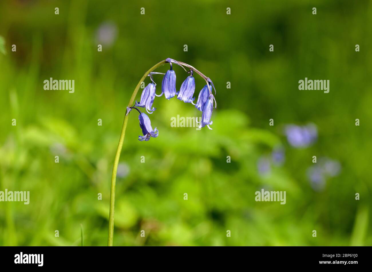 Fiori Bluebells Foto Stock