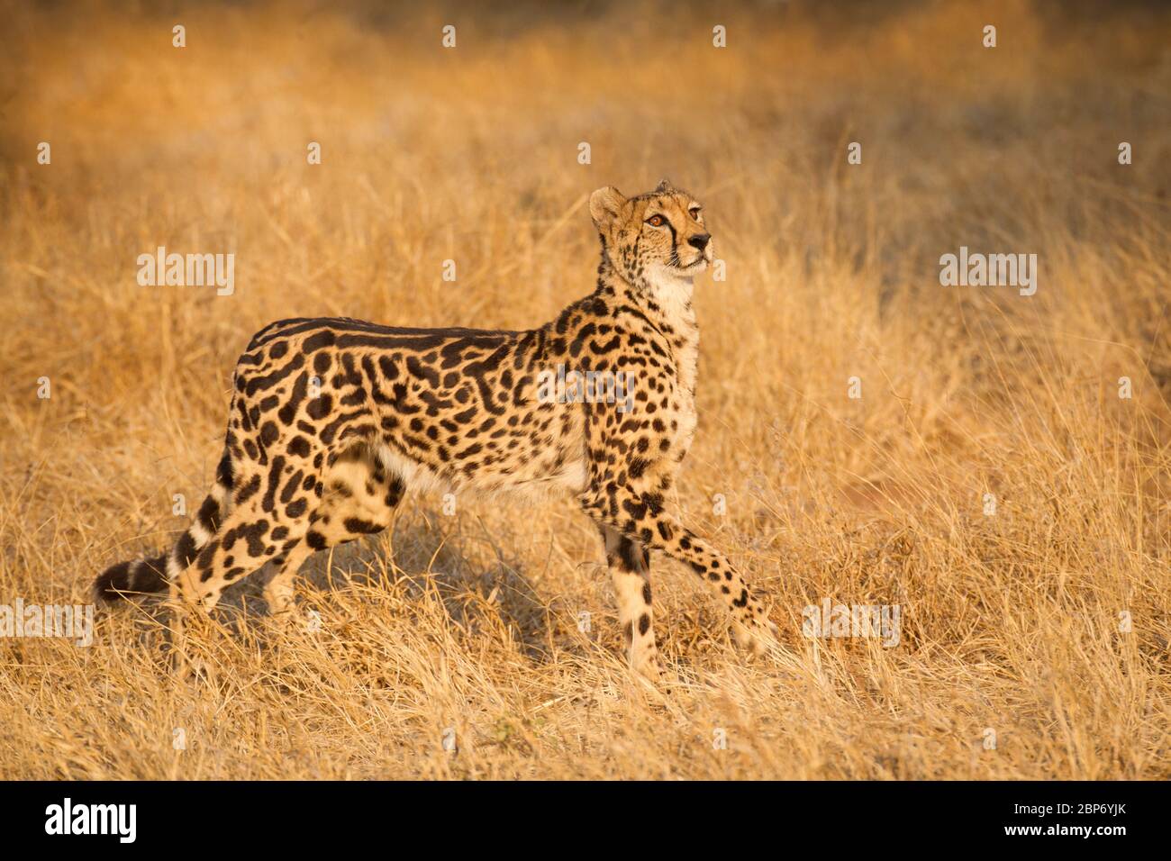 Una donna adulta King Cheetah, una rara versione melansitica del Sudafrica Foto Stock