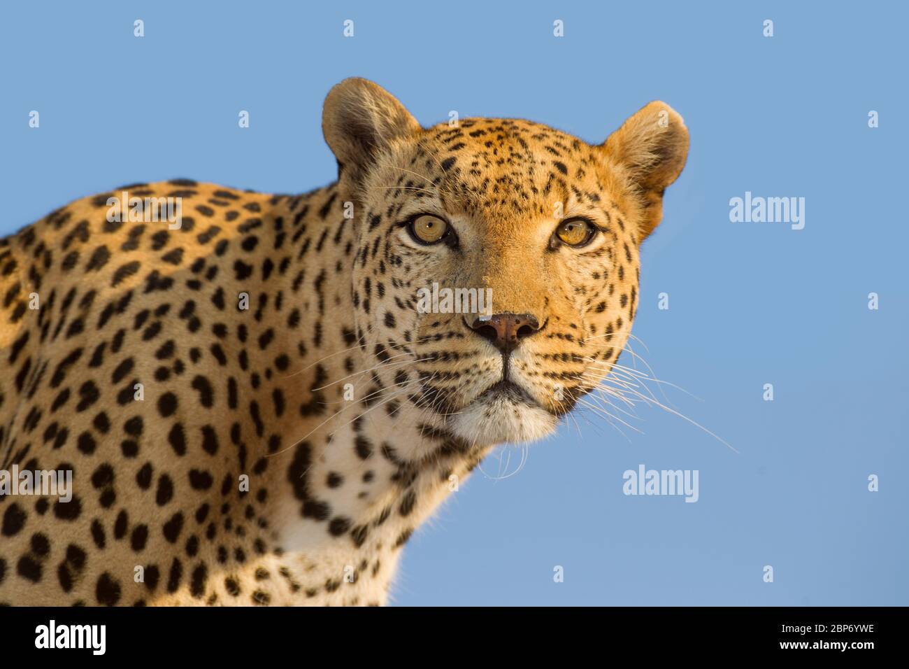 Un ritratto di volto africano leopardo maschile adulto con sfondo blu del cielo Kruger Park Sud Africa Foto Stock