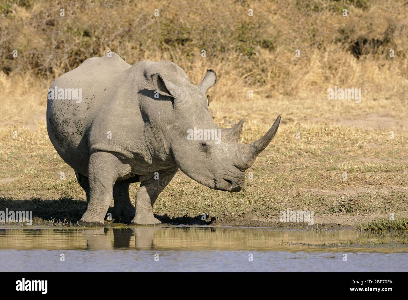 Un grande maschio Rhino Bianco in un buco d'acqua nel Kruger Park Sud Africa Foto Stock