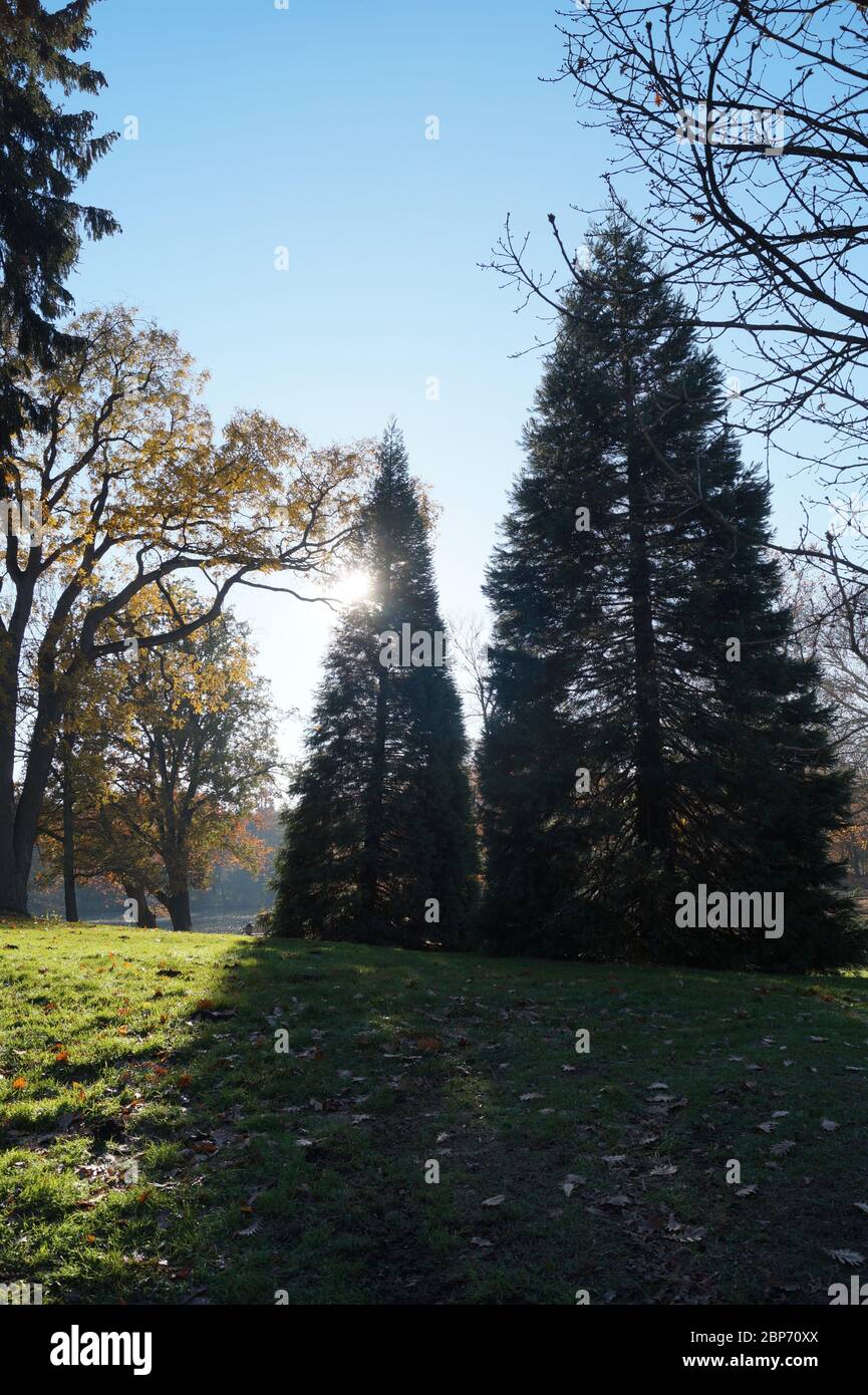Tannenbaum im Kaiser-Friedirch-Park a Aquisgrana Foto Stock