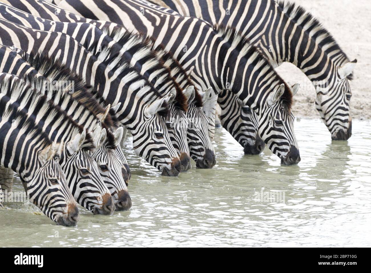 Zebra mandria acqua potabile nel Parco Nazionale Kruger Sud Africa Foto Stock