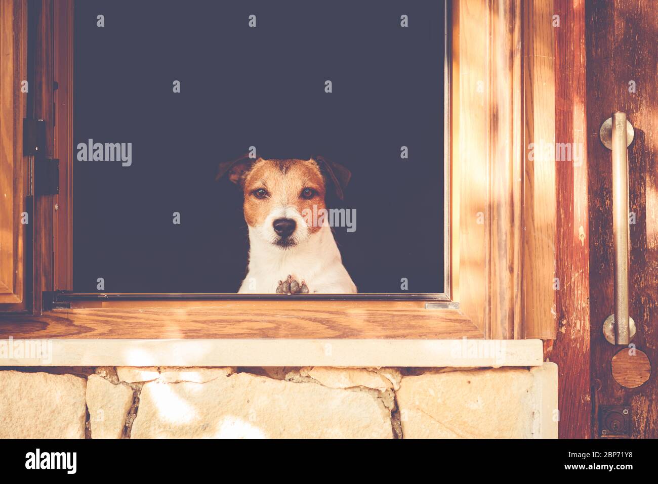 Il cane che guarda attraverso la finestra vuole andare a piedi, ma deve rimanere a casa Foto Stock
