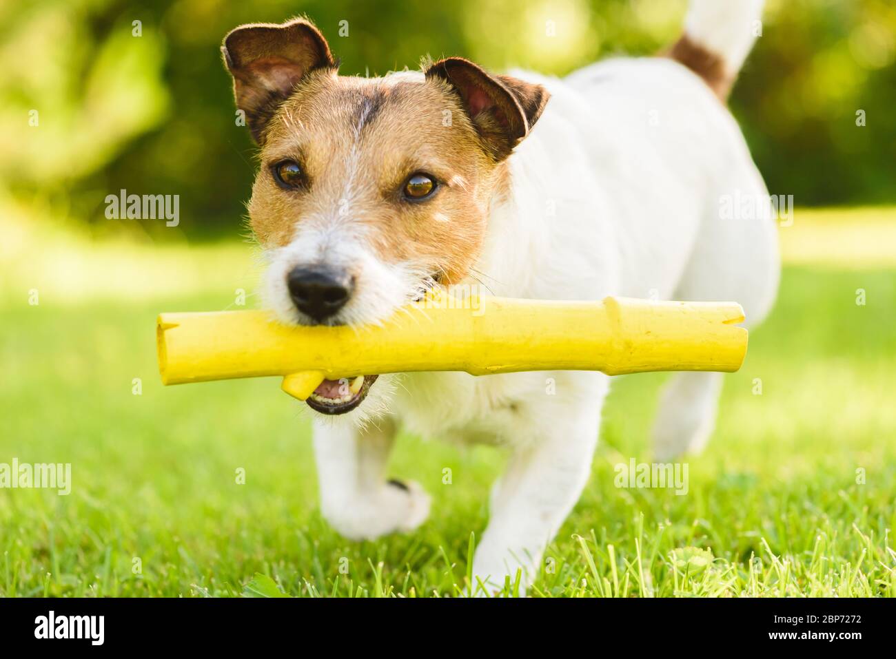 Cane fetches giocattolo bastone di gomma in bocca giocare il sole giorno d'estate su prato verde erba Foto Stock