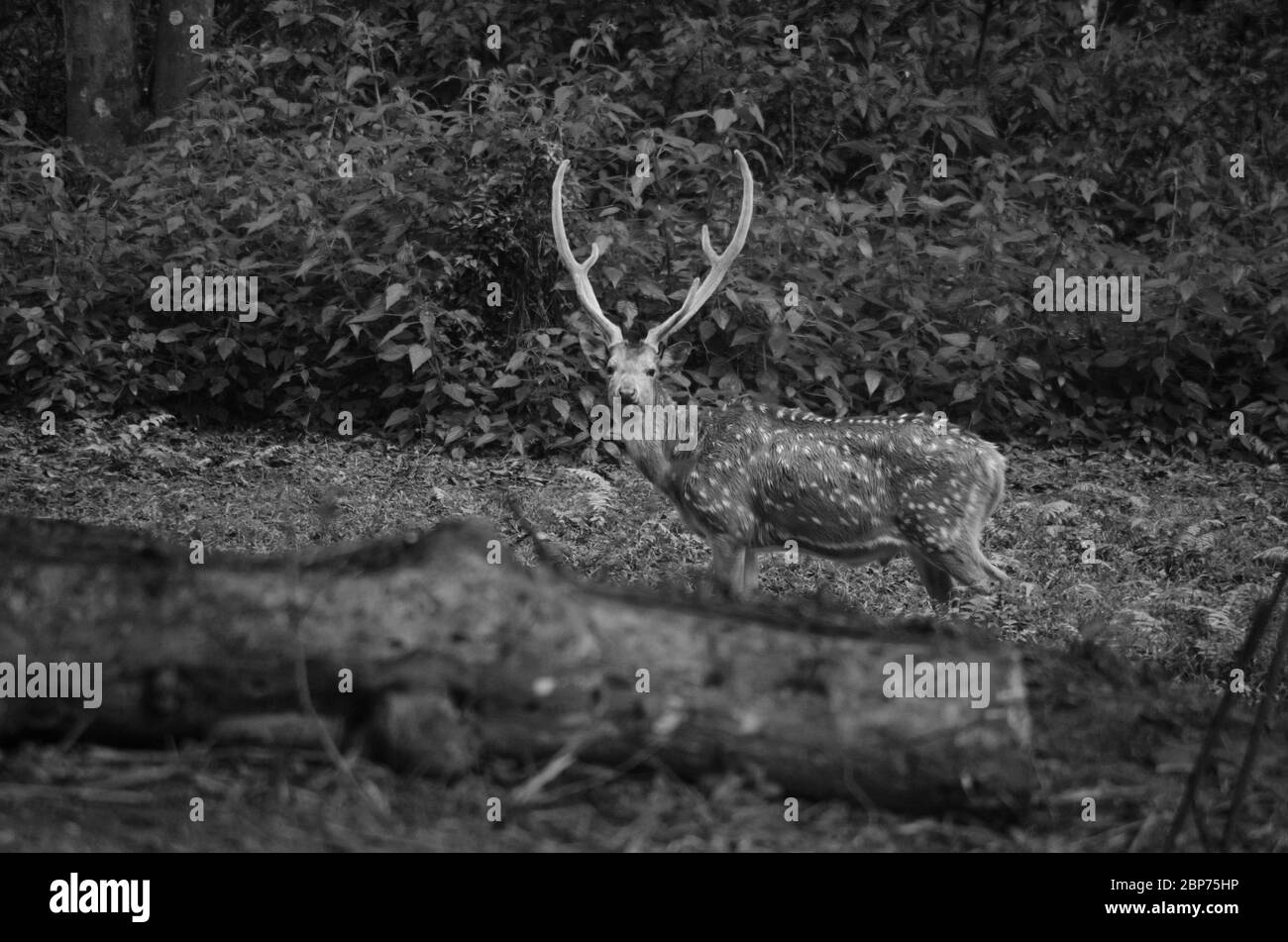 Cervo citale o cheetale (asse dell'asse), noto anche come cervo macchiato o cervo dell'asse nella foresta Foto Stock
