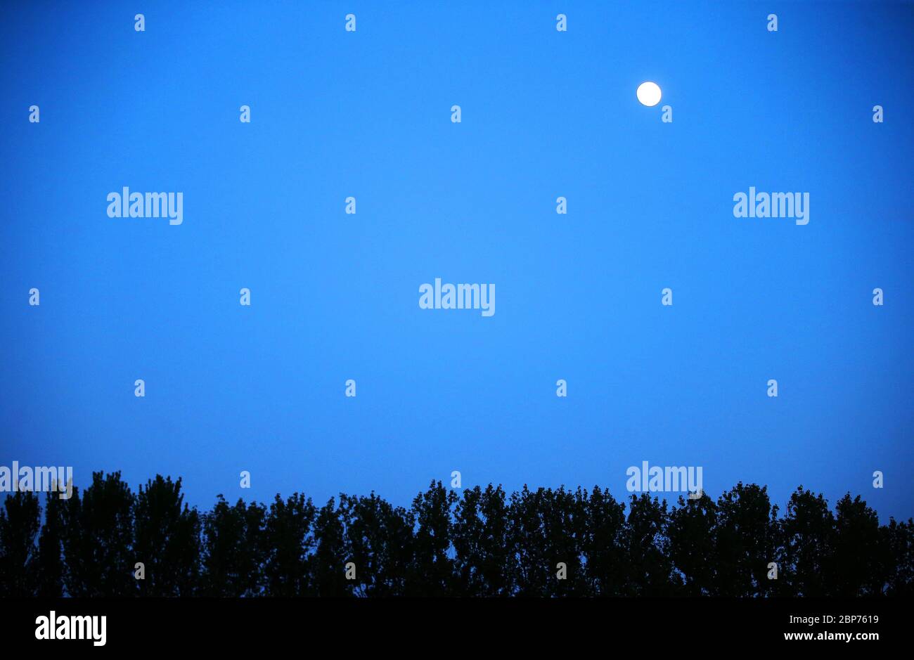 La luna piena pende sugli alberi a Orangefield Park, nella parte est di Belfast, Irlanda del Nord. Foto Stock
