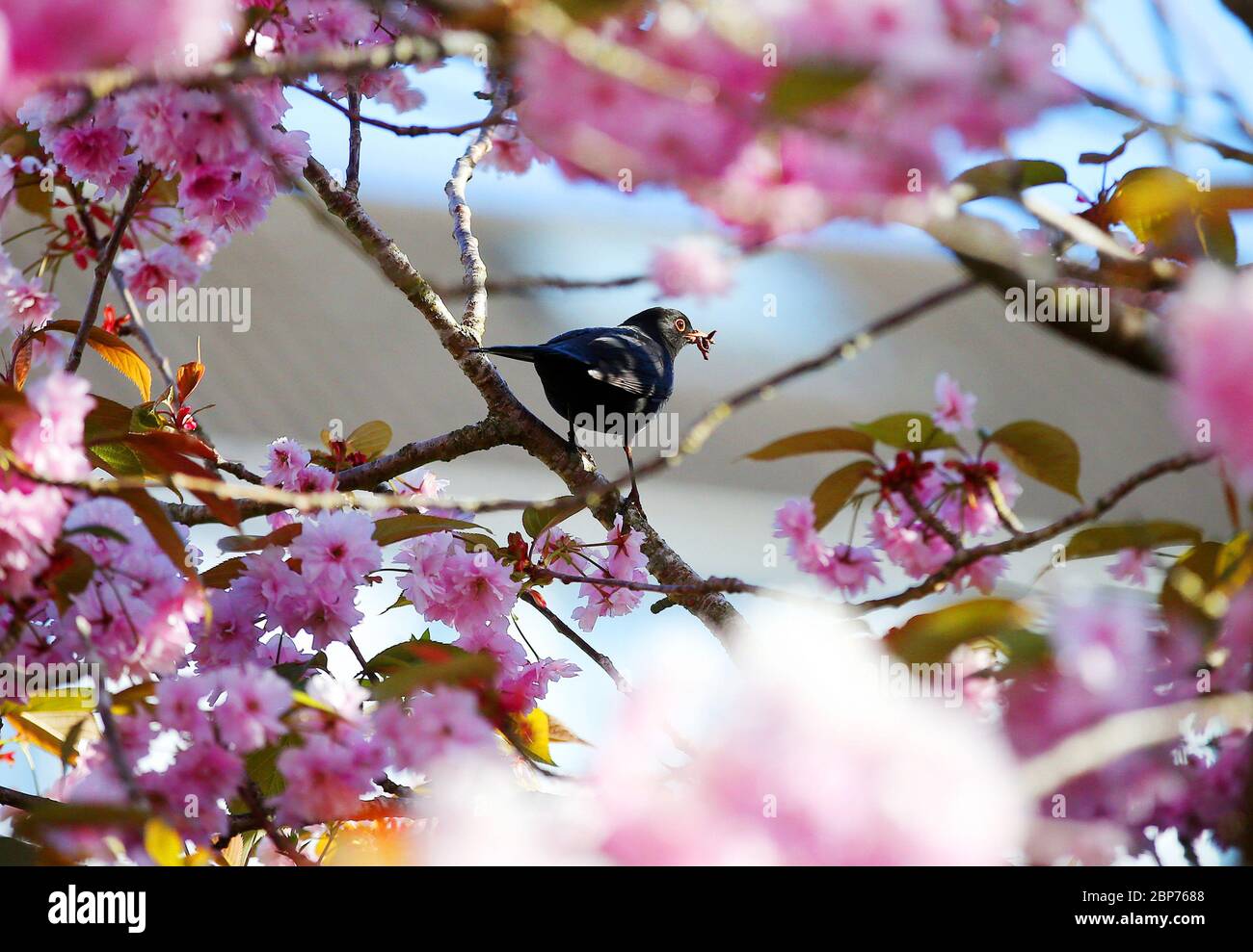 Un uccello passero della casa arroccato su un albero di Cherry Blossom a Belfast est, Irlanda del Nord, durante il sole della mattina presto. Foto Stock