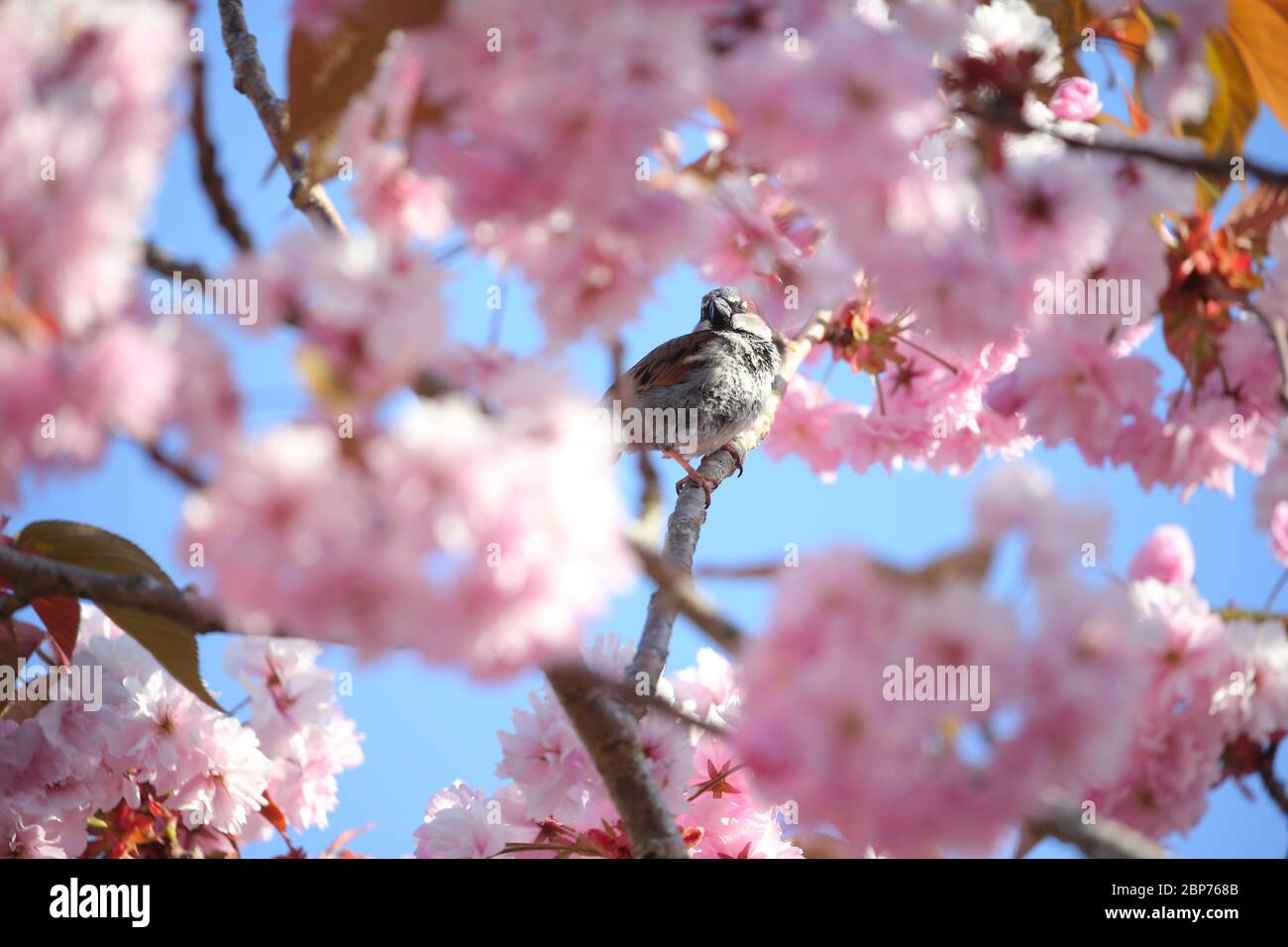 Un uccello passero della casa arroccato su un albero di Cherry Blossom a Belfast est, Irlanda del Nord, durante il sole della mattina presto. Foto Stock