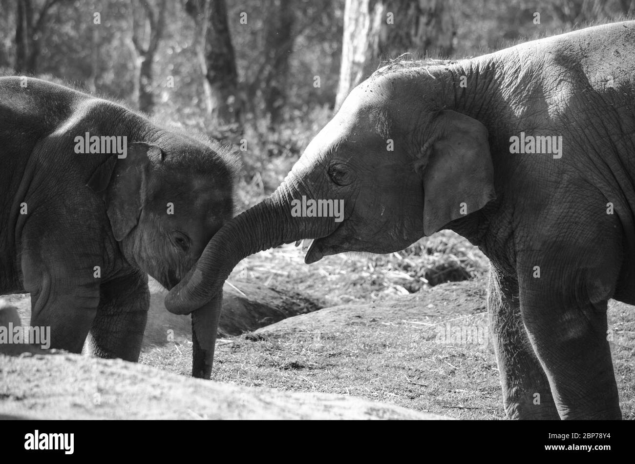 Gli elefanti sono grandi mammiferi della famiglia Elefantidae e dell'ordine Proboscidea. Due specie sono tradizionalmente riconosciute, l'elefante africano e. Foto Stock