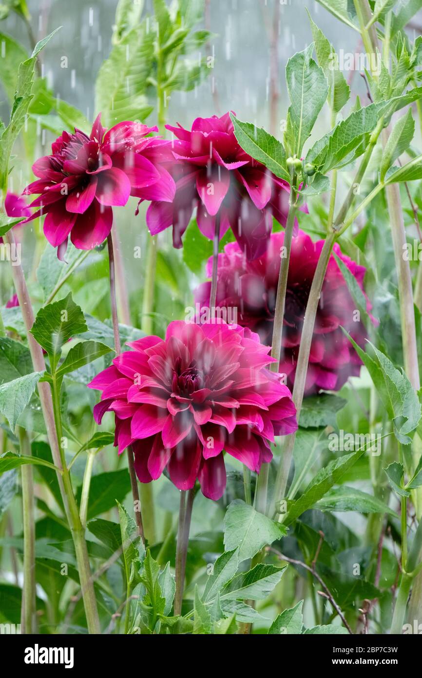 Fiori viola di Dahlia Trelissick viola durante una doccia a pioggia Foto Stock