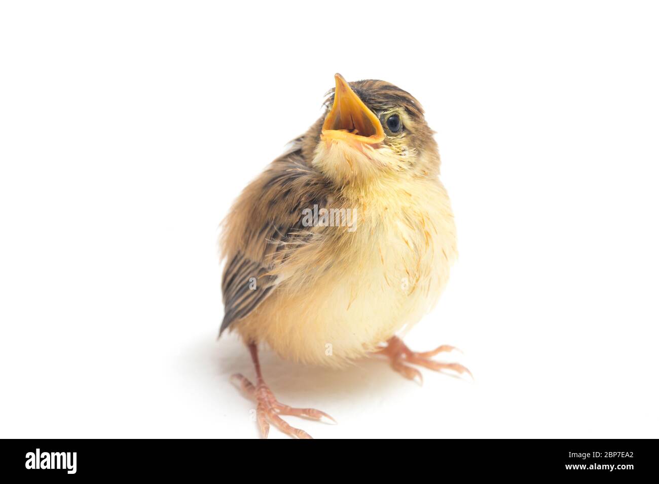 Giovane Zitting Cistica Bird (Cistica juncidis) isolato su sfondo bianco Foto Stock