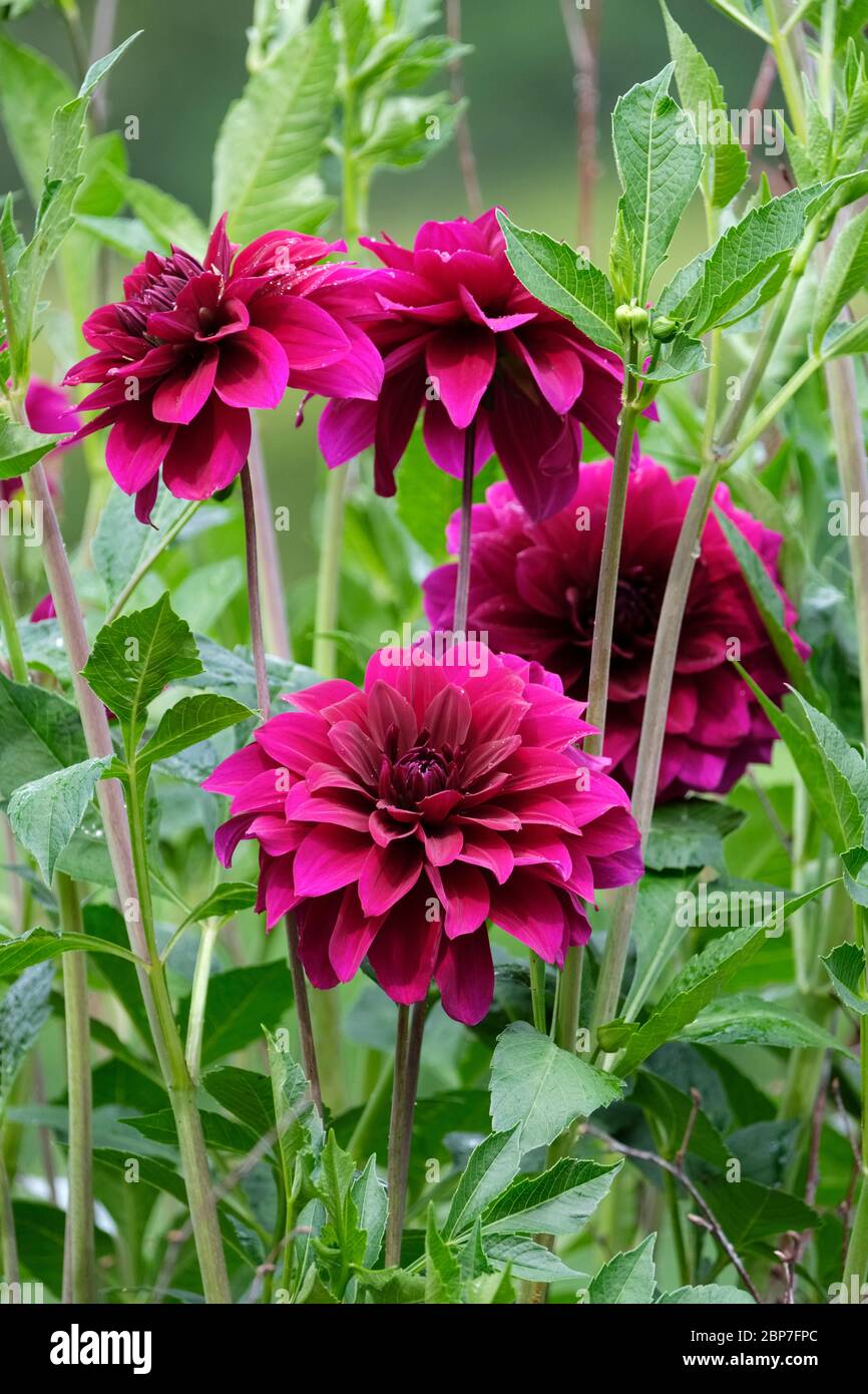 Fiori viola di Dahlia Trelissick viola Foto Stock