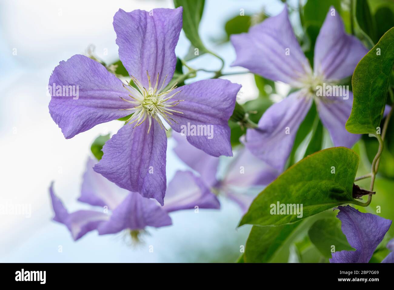 Clematis Perle d'Azur Clematis blu a fiore grande Foto Stock