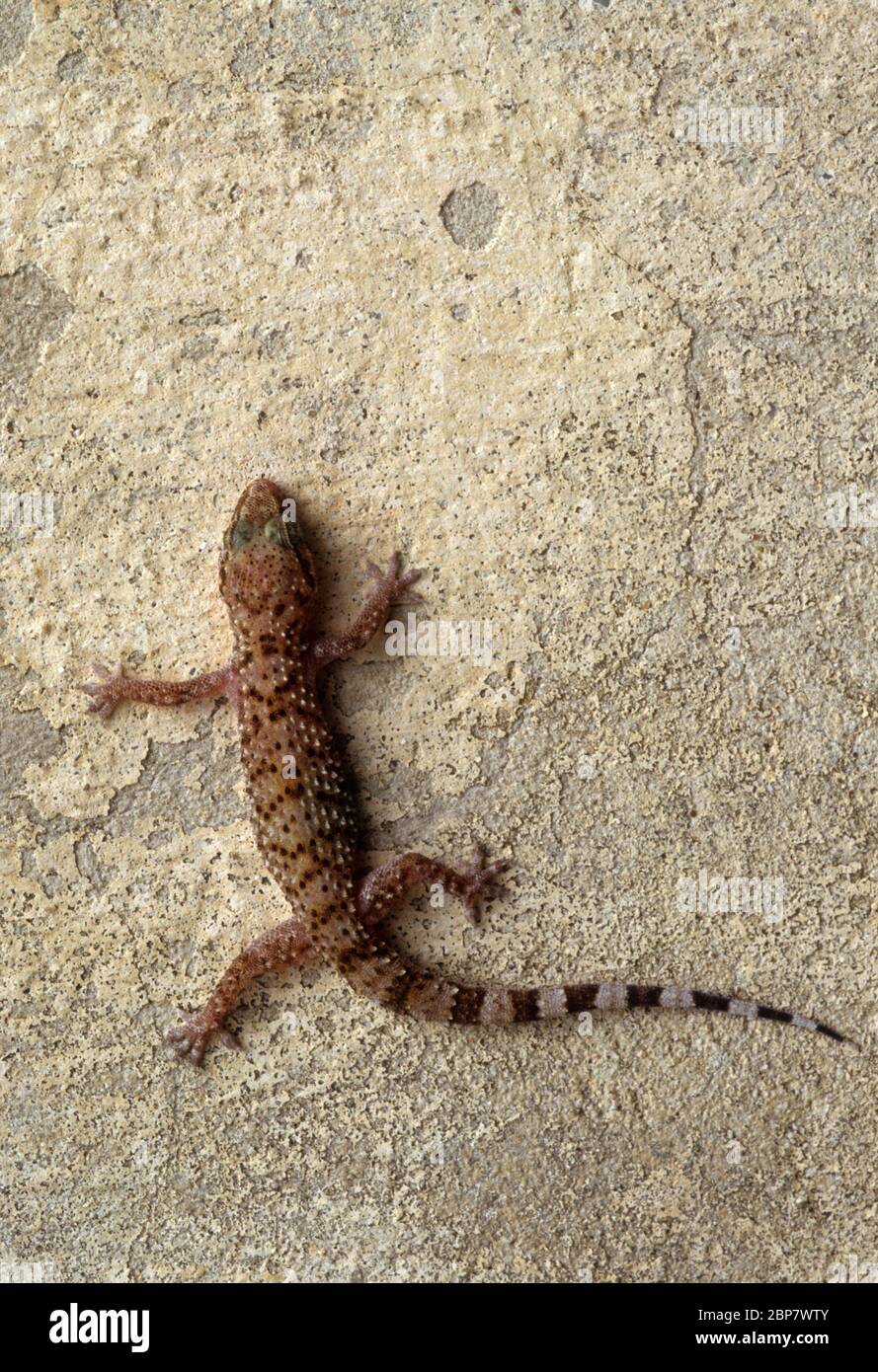 Mediterranean house gecko (Hemidactylus turcicus) su una parete. Casa mediterranea i gechi sono insectivores notturni che si aggrappano alle superfici utilizzando la connessione wi Foto Stock