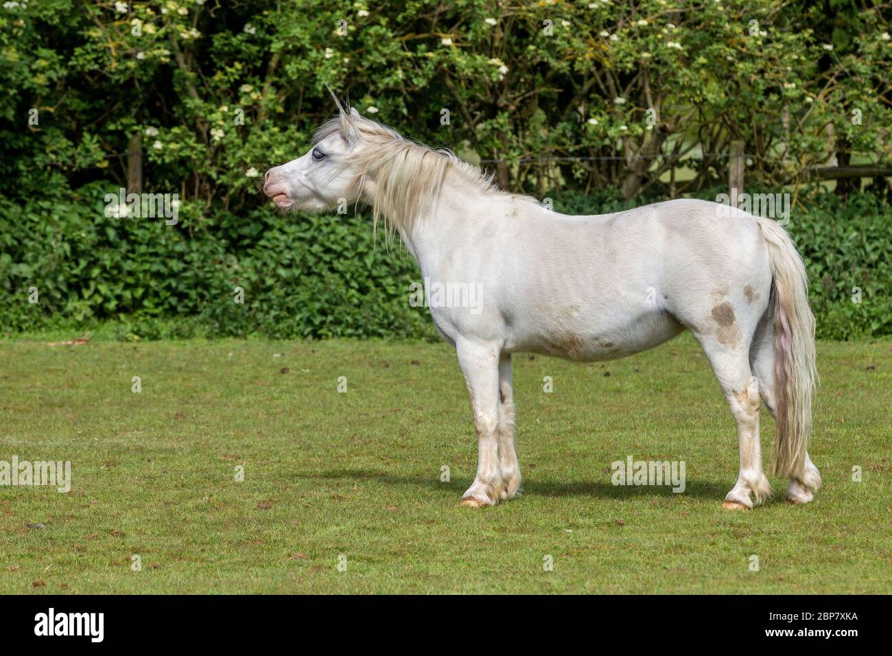 Cavallo bianco in un campo vicino Delapre Abbey, Northampton, Inghilterra, Regno Unito Foto Stock