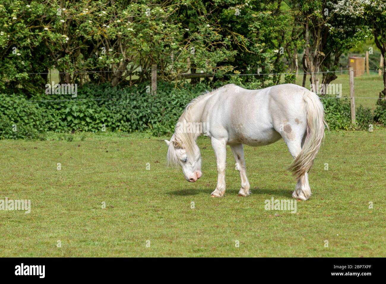 Cavallo bianco in un campo vicino Delapre Abbey, Northampton, Inghilterra, Regno Unito Foto Stock