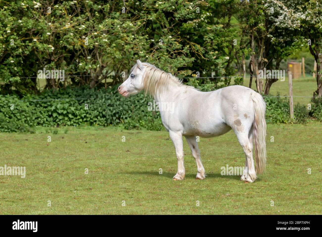 Cavallo bianco in un campo vicino Delapre Abbey, Northampton, Inghilterra, Regno Unito Foto Stock