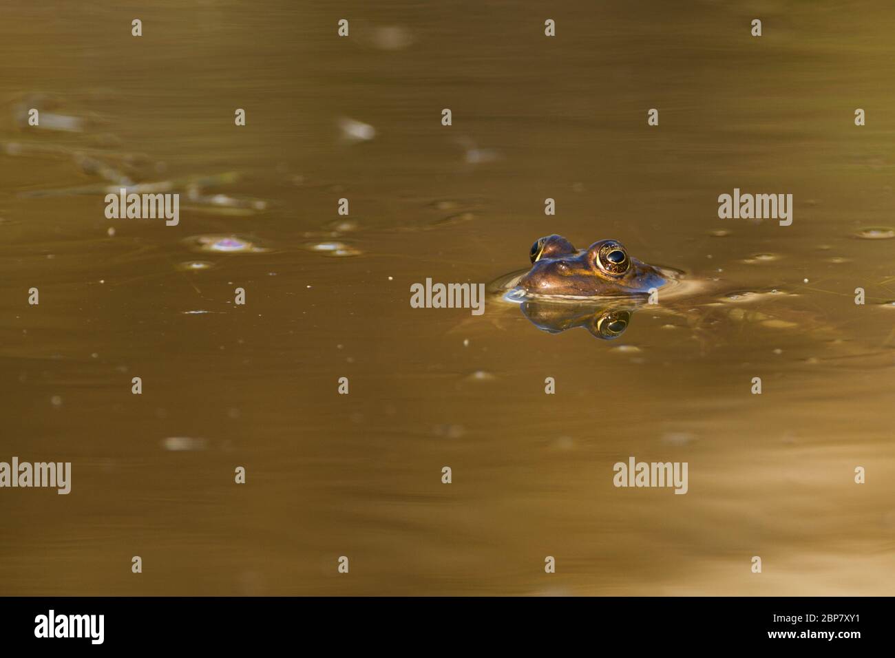 Rana Levant (Pelophylax bedriagae). Sono di colore da verde a marrone con blottches scuri sul loro lato dorsale. Sono cugini del fr acquatico Foto Stock