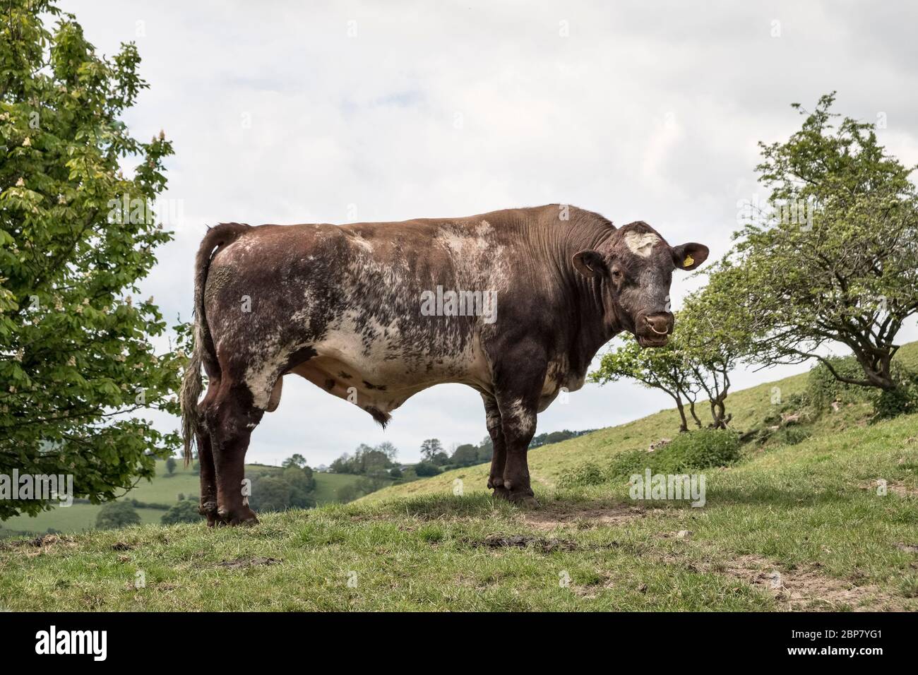 un grande toro Shorthorn nella campagna del Radnorshire, Galles, Regno Unito Foto Stock